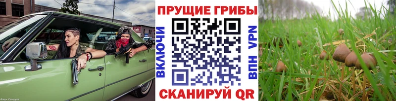 Галлюциногенные грибы прущие грибы  Пущино 